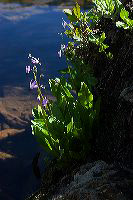 jb_shootingstars-lake_5901