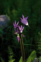 jb_shootingstars_2559