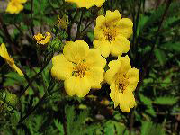 jb_shrubcinquefoil_01
