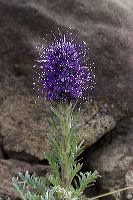 jb_silkyphacelia_01