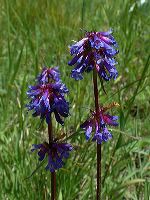 jb_slenderbluepenstamon_01