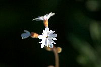 jb_starflower_4194