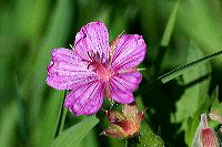 jb_stickygeranium_4218