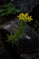jb_stonecrop_5812