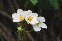 jb_strawberry_4000