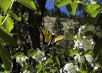 jb_swallowtail_mocko_349f05