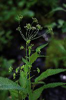 jb_sweetcicely_2571