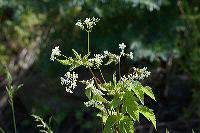 jb_sweetcicely_4220