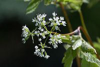 jb_sweetcicely_4225