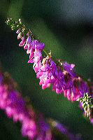 jb_sweetvetch_4431