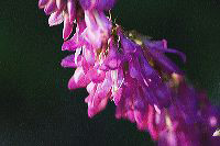 jb_sweetvetch_4432
