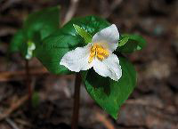 jb_trilium_001