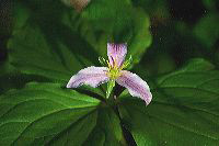 jb_trilliium_4095