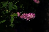 jb_unidentified_2704