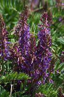jb_vetch_4241