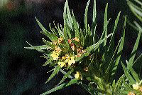 jb_waysidegromwell_4056