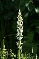 jb_whitebogorchid_4507