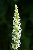 jb_whitebogorchid_4509