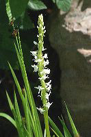 jb_whitebogorchid_4514