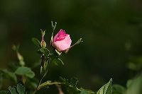 jb_wildrose_0607