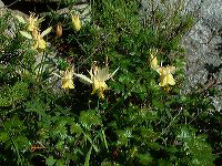 jb_yellowcolumbine_0112