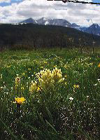 jb_yellowpaintbrush_01