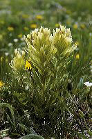 jb_yellowpaintbrush_02