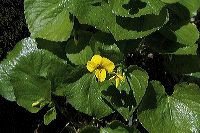 jb_yellowviolets_001