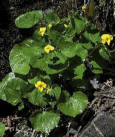 jb_yellowviolets_002