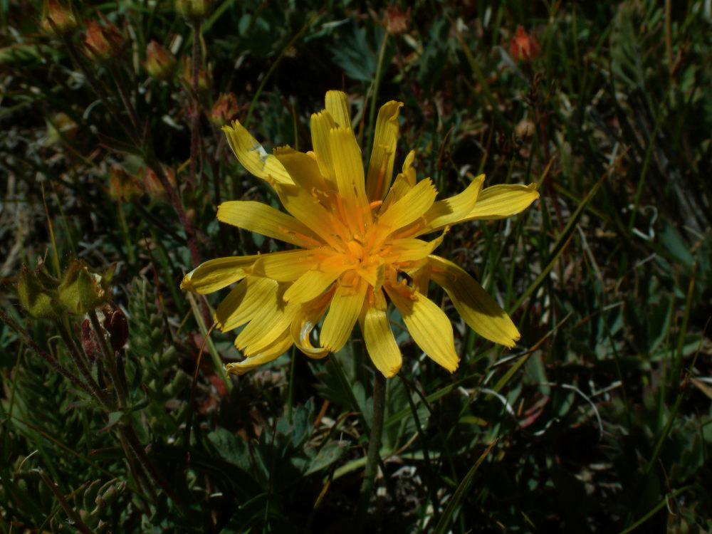 jb_agoseris_0019.jpg