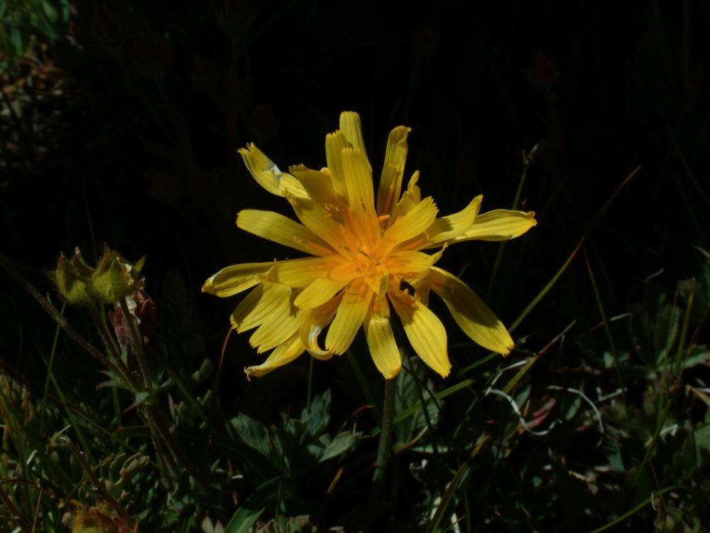 jb_agoseris_0020.jpg