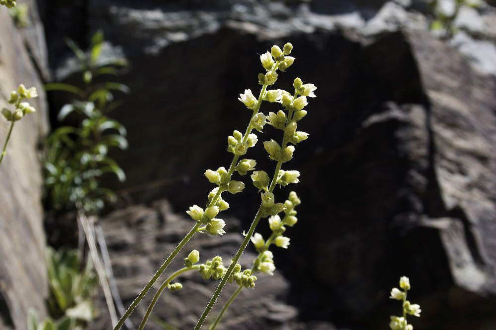 jb_alumroot_001.jpg