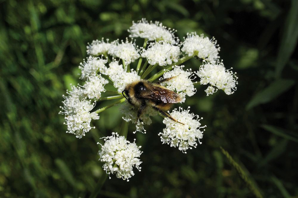 jb_angelica_bee_01.jpg
