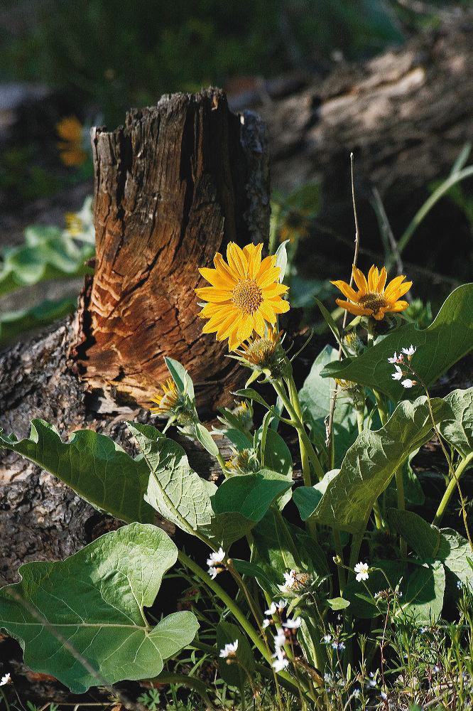 jb_arrowleafbalsamroot_4077.jpg