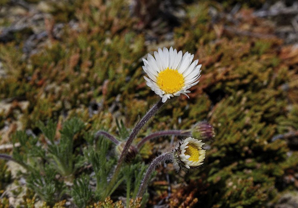 jb_aster_002.jpg
