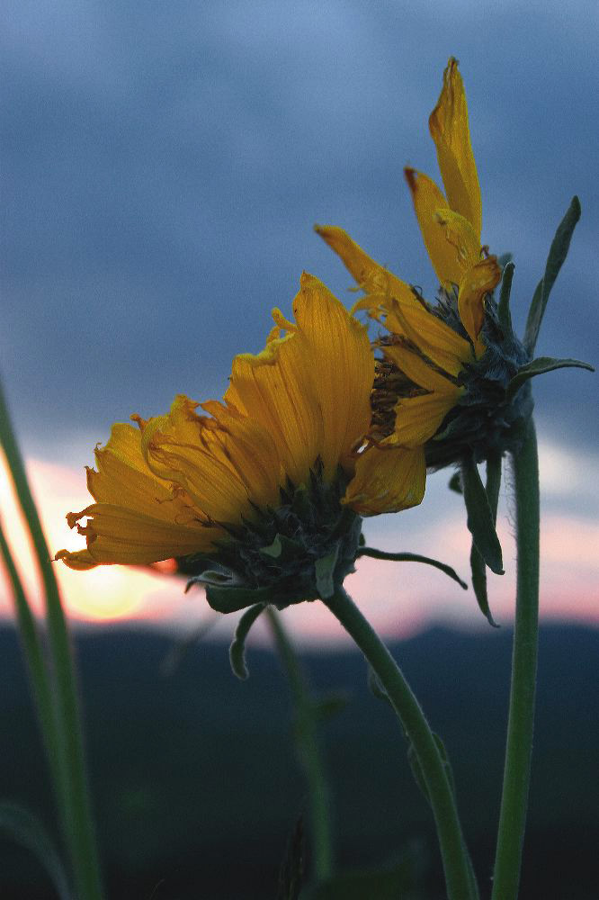 jb_balsamroot-sunset_4373.jpg