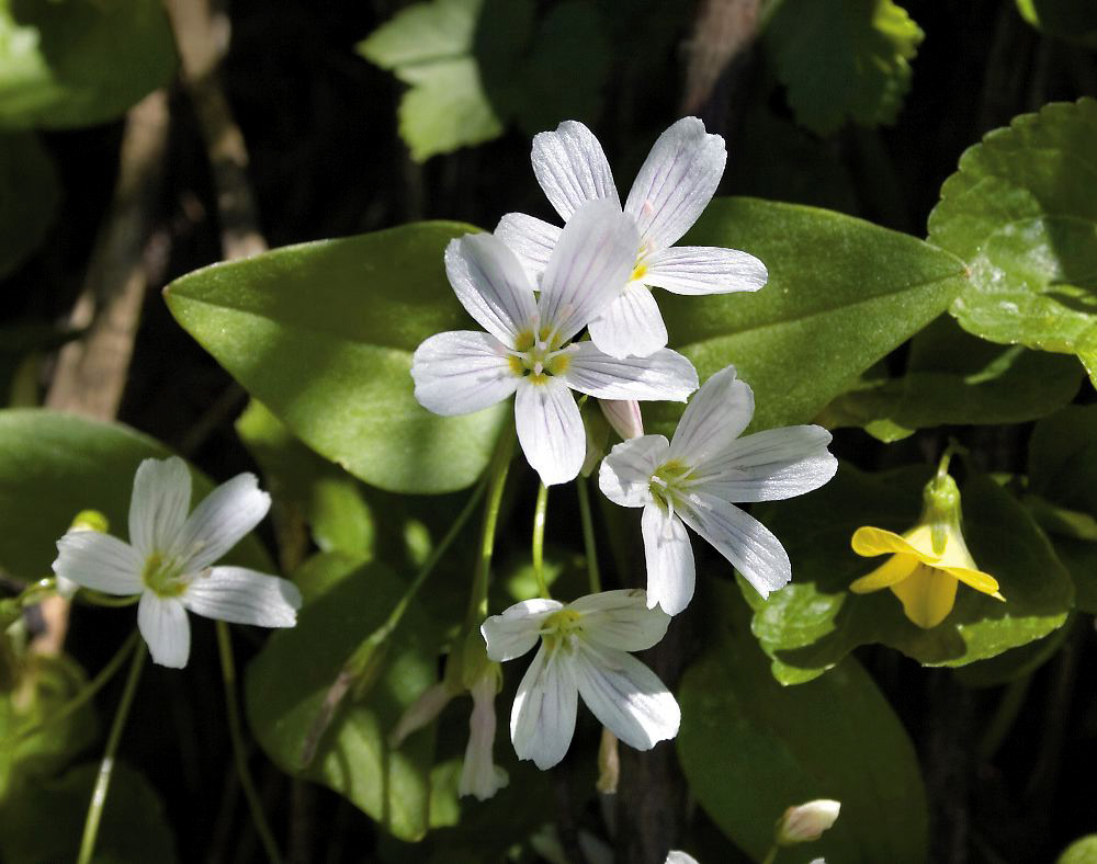 jb_beadlilies_1417.jpg