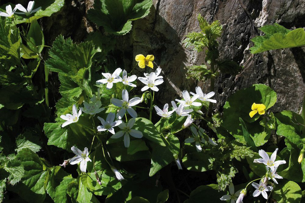 jb_beadlillies_03.jpg