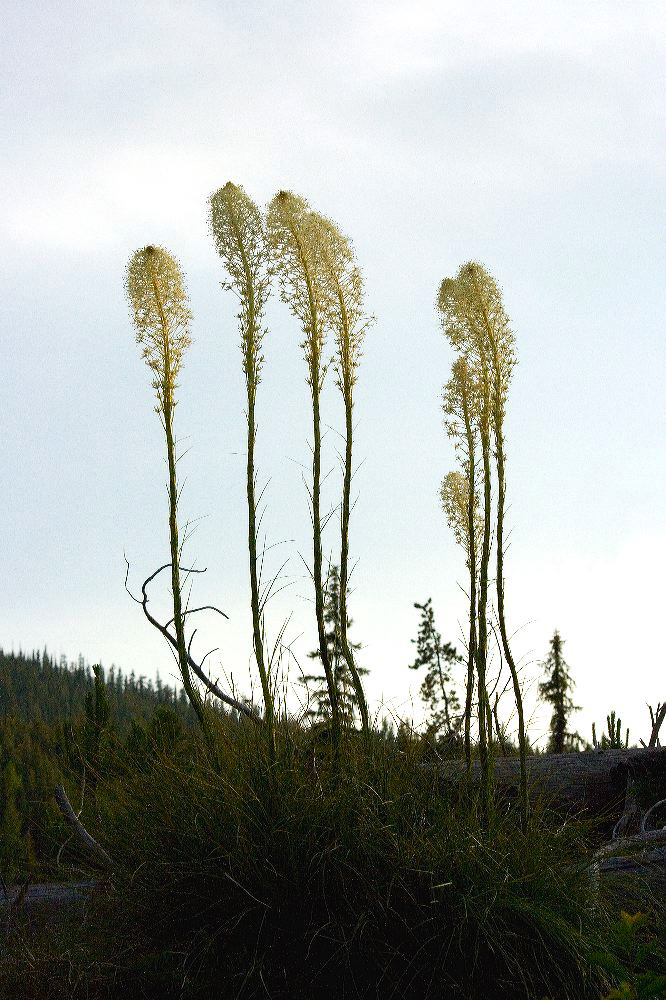jb_beargrass_4442.jpg