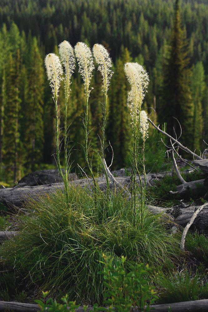 jb_beargrass_4444.jpg