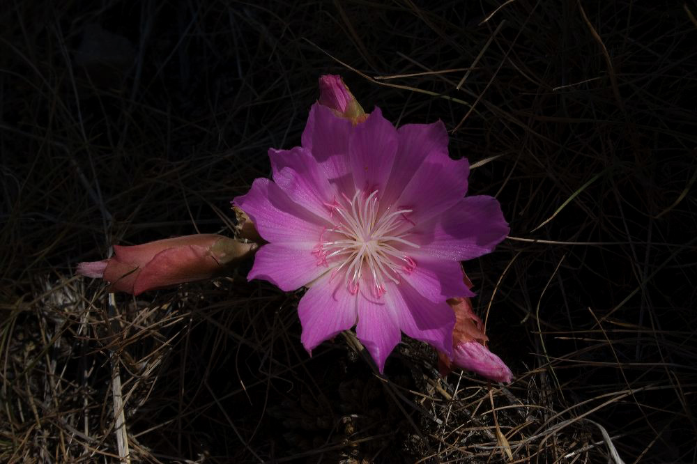 jb_bitterroot_5821.jpg
