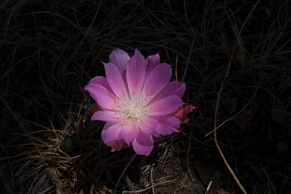 jb_bitterroot_5822.jpg