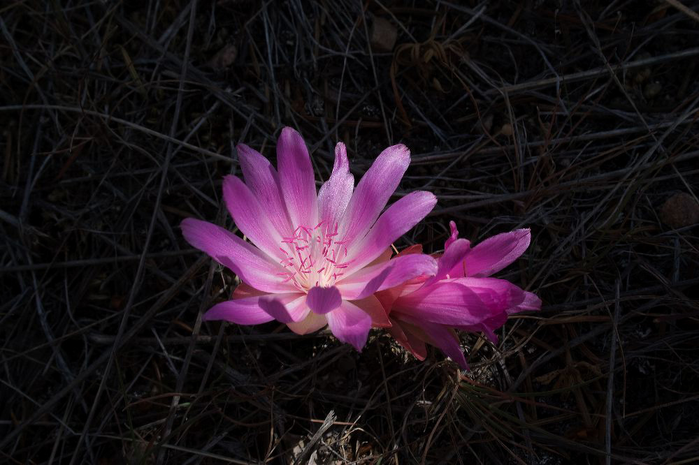 jb_bitterroot_5823.jpg