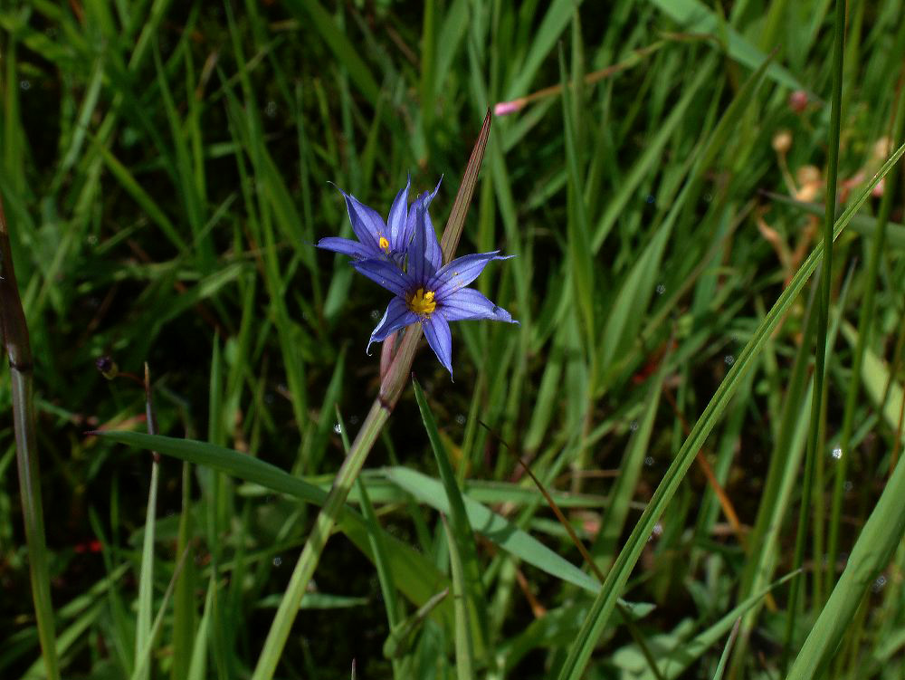 jb_blue-eyed_grass_0403.jpg