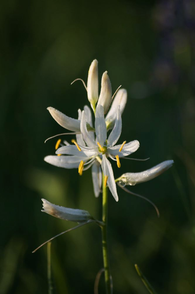 jb_camas-white_0589.jpg