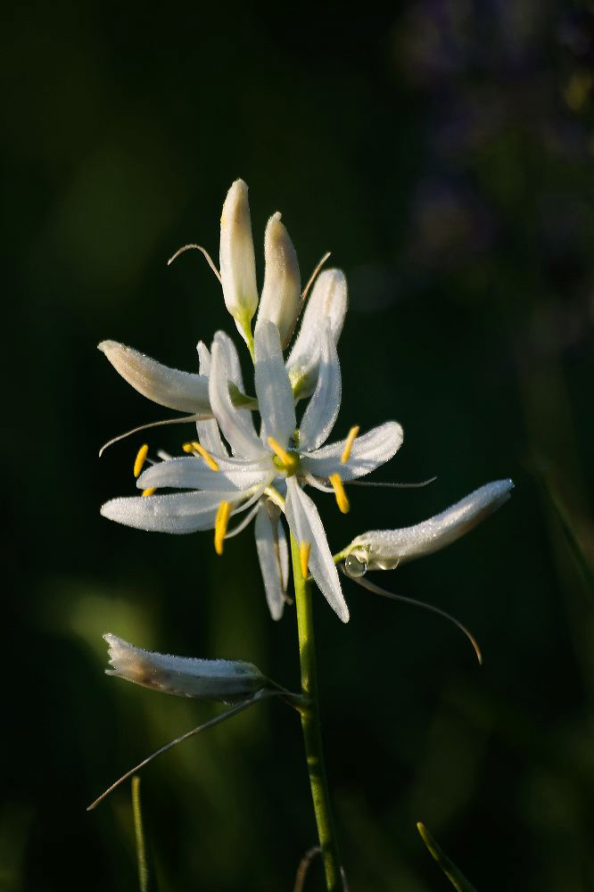 jb_camas-white_0590.jpg