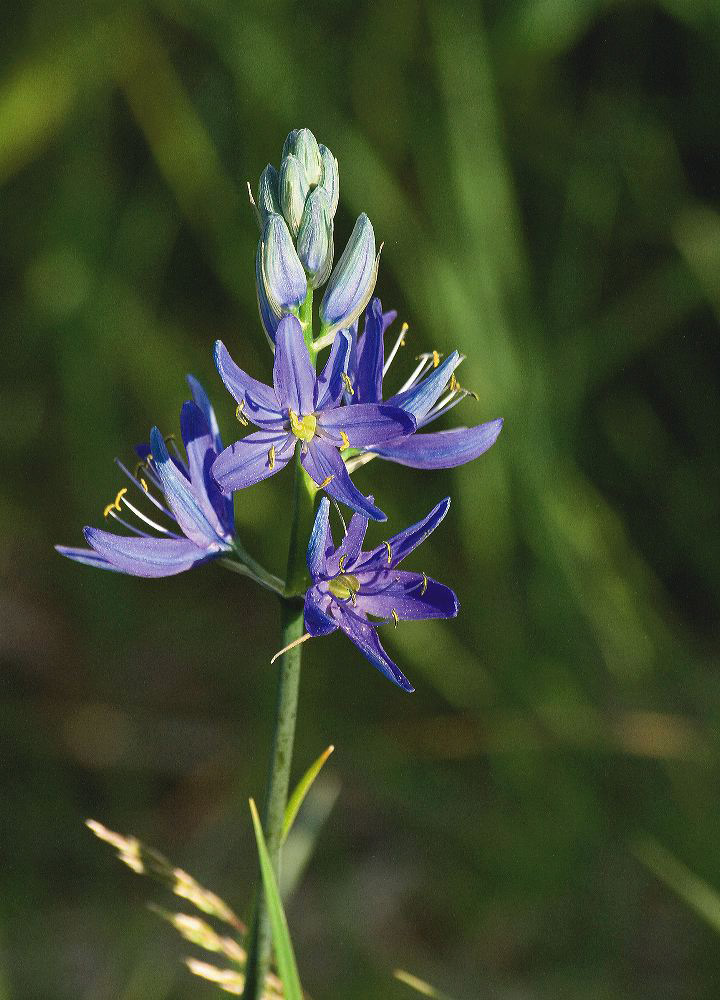 jb_camas_4419.jpg