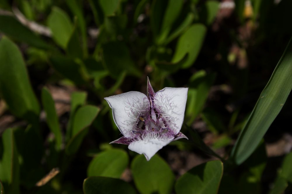 jb_catsears-lily_5915.jpg
