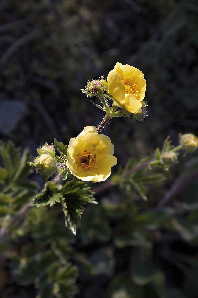 jb_cinquefoil_005.jpg