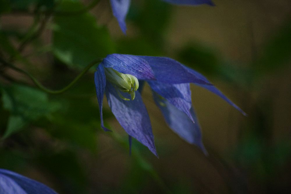 jb_clematis_4036.jpg